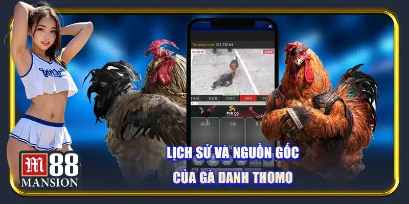 Lịch sử và nguồn gốc của gà danh thomo